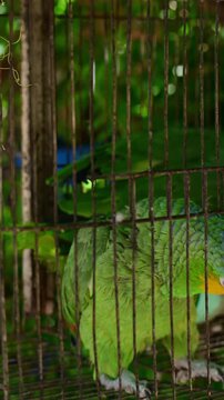 green parakeet in a cage
