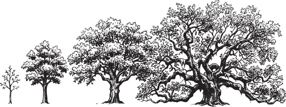Detailed black line art of four versions of Texas Live Oak arranged side by side, different ages, intricate ink drawing.