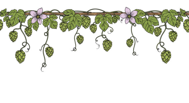 Horizontal floral border featuring detailed hand drawn hops vines green leaves and delicate purple flowers on a white background.