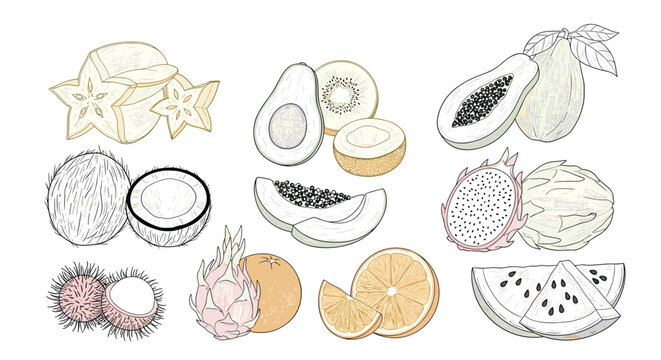 Detailed hand-drawn sketches of various exotic and tropical fruits like coconut, papaya, dragon fruit, and carambola slices.