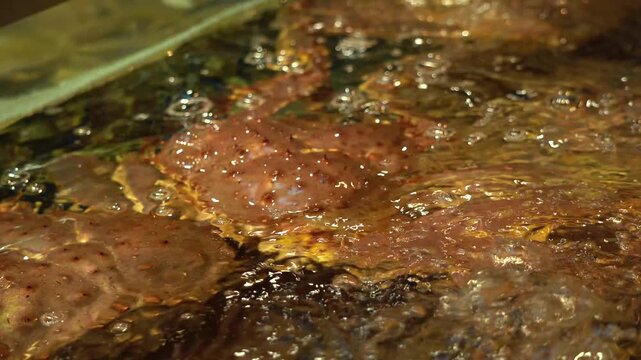 Live Crabs in Seafood Market Water Tank