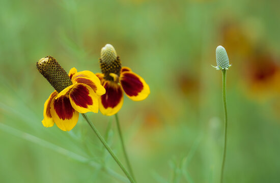 Mexican Hat (Ratibida columnifera) flowers blooming in Texas spring, closeup. Natural green background.