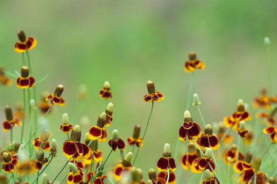 Mexican Hat (Ratibida columnifera) flowers blooming in Texas spring. Natural green background with copy space.