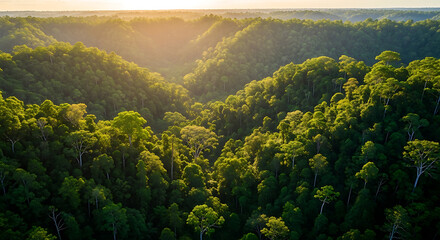 Jungle Texture Top Down Top-down Canopy top down jungle canopy tropical texture