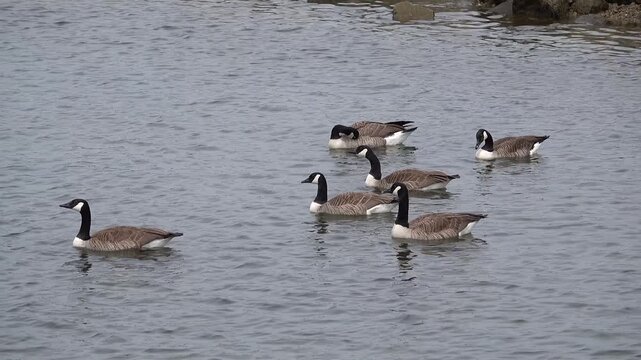Kanadag&auml;nse schwimmen auf dem Rhein nahe Karlsruhe in Deutschland