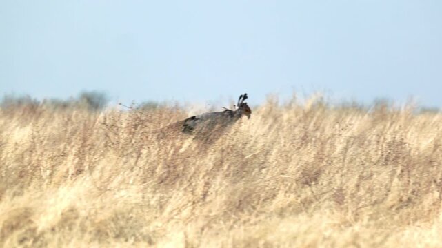 a tracking clip of a secretarybird hunting near gemsbokvlatke waterhole of etosha national park in namibia, africa