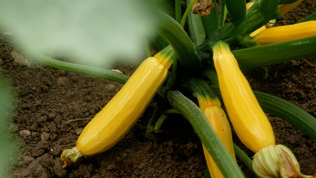 Ripe yellow zucchini growing among green leaves in a garden bed. Concept of organic vegetable cultivation, home gardening, and healthy food production. Fresh zucchini ready for harvest in a natural