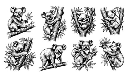 . Cute Koala Bear Illustration Set Featuring Hand Drawn Australian Wildlife Characters in Various Poses © Kolpona