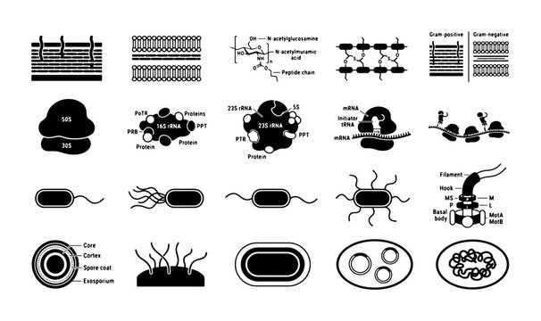 Bacterial cell structure and microbiology icons set, 20 vector elements of gram positive and negative bacteria, ribosome and protein synthesis diagrams