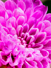 Fototapeta premium Pink Chrysanthemum Flower Macro With Dew Covered Petals