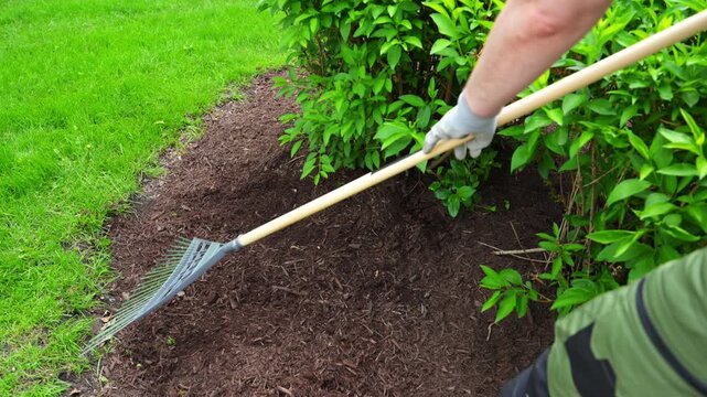 Landscaper raking fresh mulch around bushes in garden. Close up footage of Lawn care and yard maintenance work in suburban backyard during spring season
