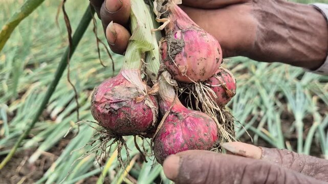 Farmer Hand Holding Fresh Onion Bunch to Show Quality on Field