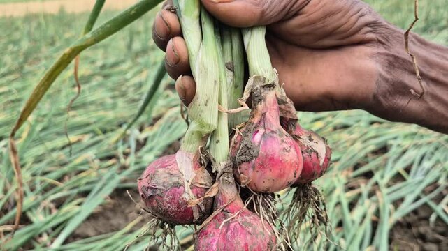 Farmer Hands Cleaning Dry Soil from Freshly Harvested Red Onions