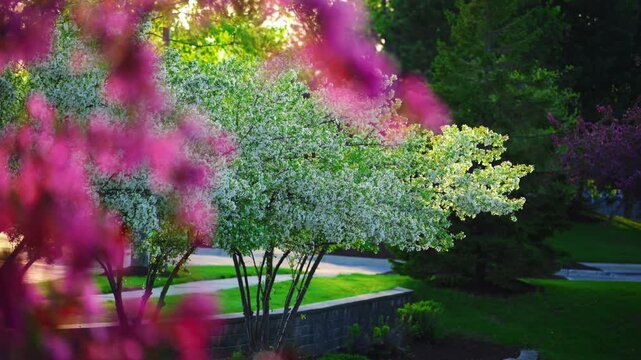 Pink flowering crabapple tree in full bloom on street. Spring season with vibrant blossoms and residential neighborhood