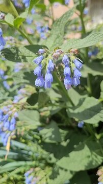 Caucasian Comfrey. Vertical Nature video Background with blue Bluebell Summer Flowers. Close up of Symphytum motion on the wind. Medical homeopathic plant. Macro Bluebell Floral Background
