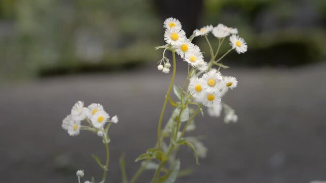 Delicate white fleabane wildflowers with yellow centers blooming in nature