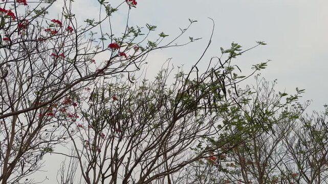 Natural upward view of gulmohar tree branches with scattered red flowers sparse green leaves and thin twisting stems under bright outdoor daylight sky