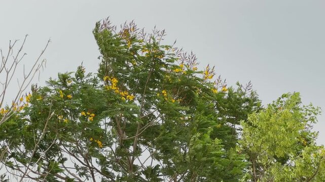 Natural view of a flowering Peltophorum pterocarpum tree with bright yellow blossoms and green foliage swaying softly in the wind under clear daylight sky outdoors