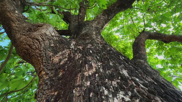 Cinematic downward tracking shot moving along the massive trunk of a mature tree highlighting rough bark texture branching structure and dense green foliage under bright natural daylight