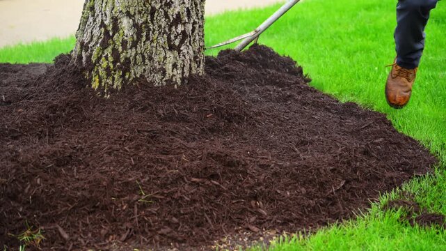 Landscaper raking mulch around bushes in yard, maintenance work in suburban street. Close up
