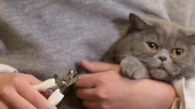 Gray British cat struggling and resisting during claw trimming procedure. A domestic pet shows stress and active dissatisfaction with a grooming procedure highlighting the difficulty of animal care