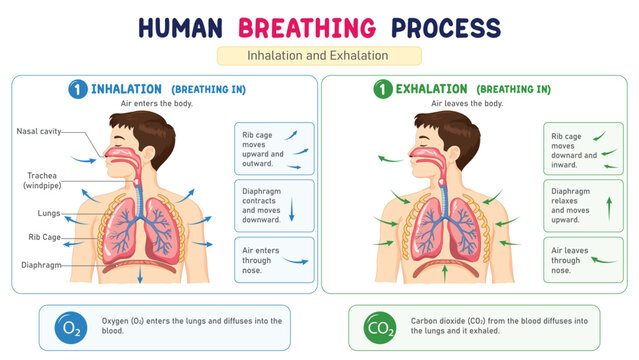Human Breathing Process Educational Illustration Showing Inhalation and Exhalation with Lungs
