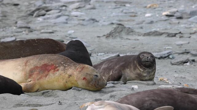 Colony of southern elephant seals resting on a rocky pebble coast in the remote South Shetland Islands of Antarctica
