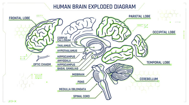 Human Brain Exploded Diagram Medical Illustration