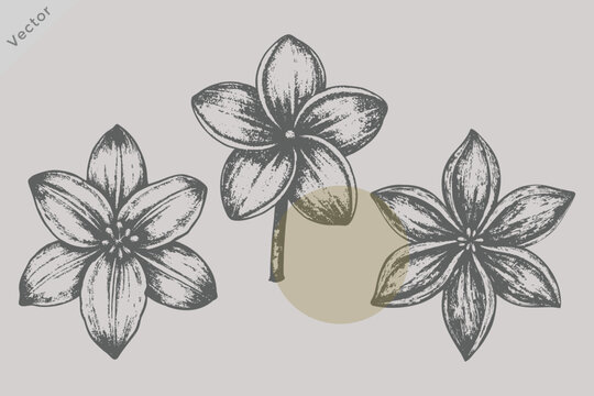 Vintage Mandevilla Flower Vector Illustration in Retro Engraved Style Featuring Hand Drawn Botanical Floral Artwork for Wedding Invitation, Seamless Pattern, T Shirt, Branding and Decorative