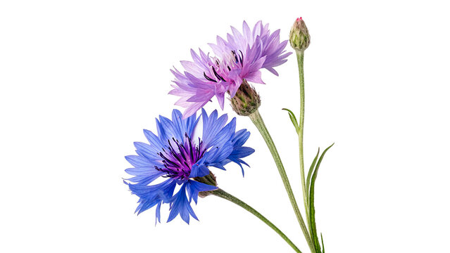 Bouquet of wild blue cornflower buds blooming isolated on transparent background
