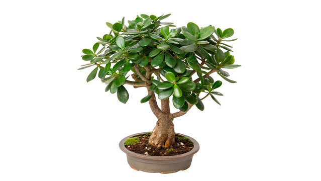 Small green bonsai tree growing in a brown clay pot on transparent background