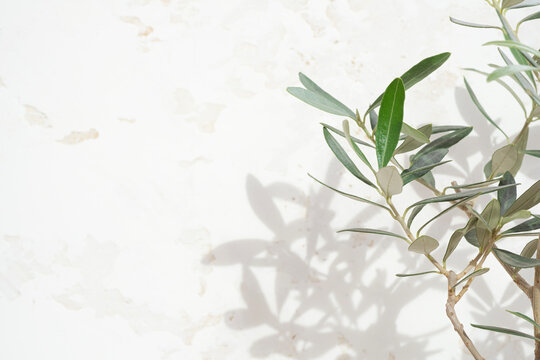 Green tropical plant on light background with blurred foliage shadow on abstract texture plaster wall