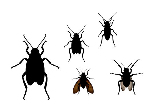 Black Cockroach Silhouettes on White Background