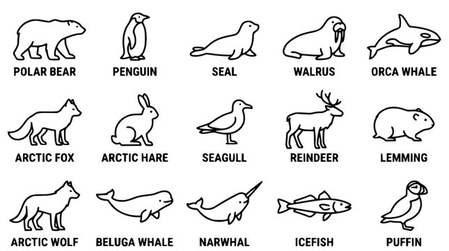 Arctic and subarctic animal vector illustrations with names listed below