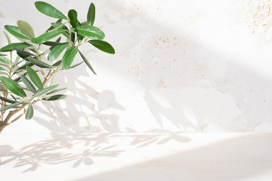 Wooden board top for product display and green tropical plant branch with dappled light shadow on abstract texture plaster wall background