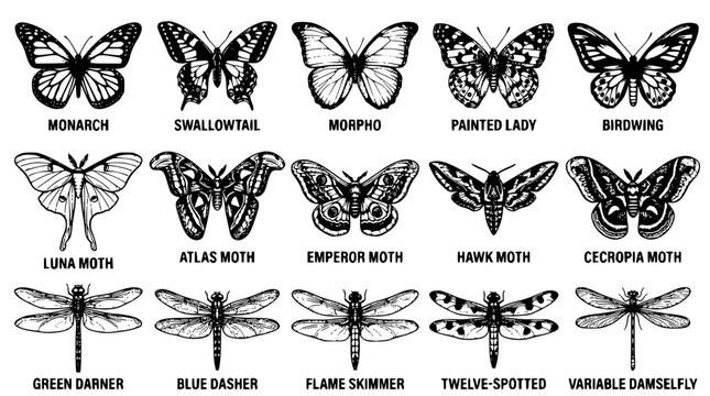 Black and white vector illustration of various butterflies and dragonflies species