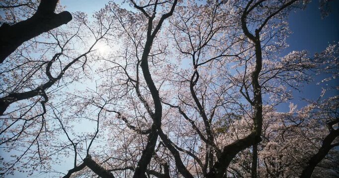 Wide, low, steady cam shot of beautiful, tall cherry blossom trees with sun shining