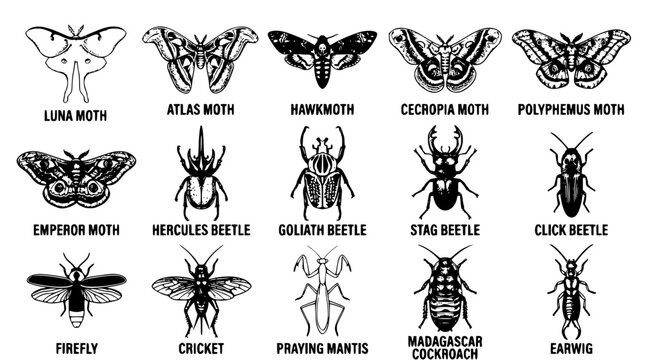 Black and white vector illustration of various insect species and names