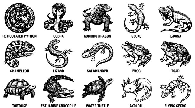 Black and white vector illustration of various reptiles and amphibians together