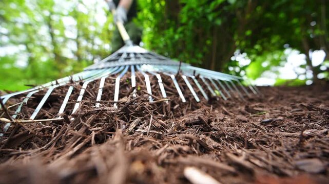 Landscaper raking fresh mulch around bushes in residential garden. Close up footage of Lawn care and yard maintenance work during spring season