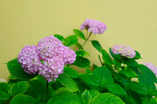 Pink hydrangea flowers against yellow wall 