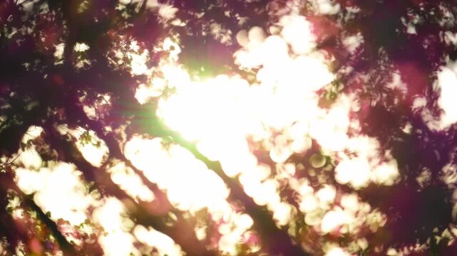 Blurred view of Pink spring blossoms on tree branches backlit by warm sunlight, with soft bokeh background. scene with glowing light and shallow depth of field