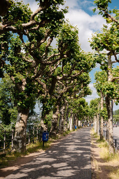 Treelined promenade in Frankfurt am Main with dappled sunlight and