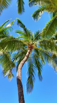 Low angle scene of a majestic exotic palm tree on a sunny day