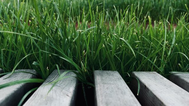 Green Grass Between Wooden Bench Slats in Park