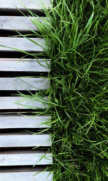 Green Grass Between Wooden Bench Slats in Park