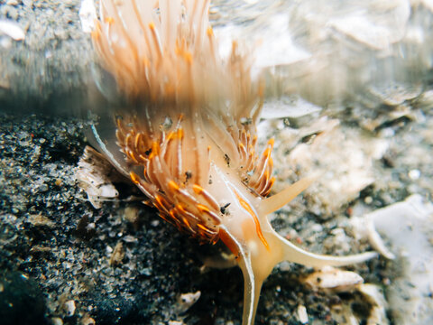 View above and below the water of a horned nudibranch