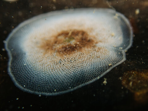 Closeup view of a kelp lace bryozoan colony