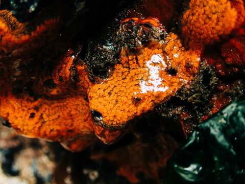 Closeup view of a chain tunicate on a rock in the intertidal zone