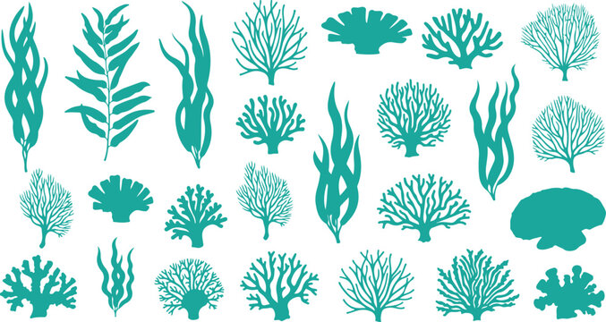 Collection of hand drawn tropical seaweed and algae illustrations on white background
